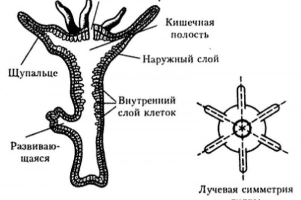 Кракен дарк оригинал ссылка