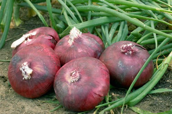 Кракен ссылка onion